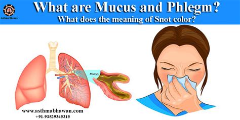 mucus in tagalog|mucous in Tagalog .